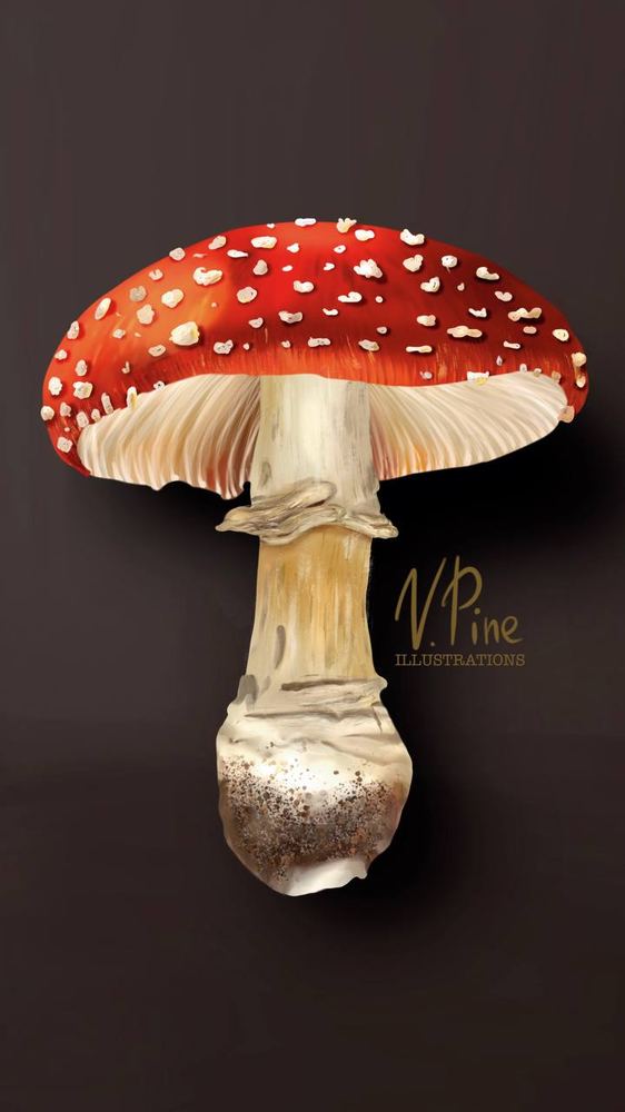 Amanita