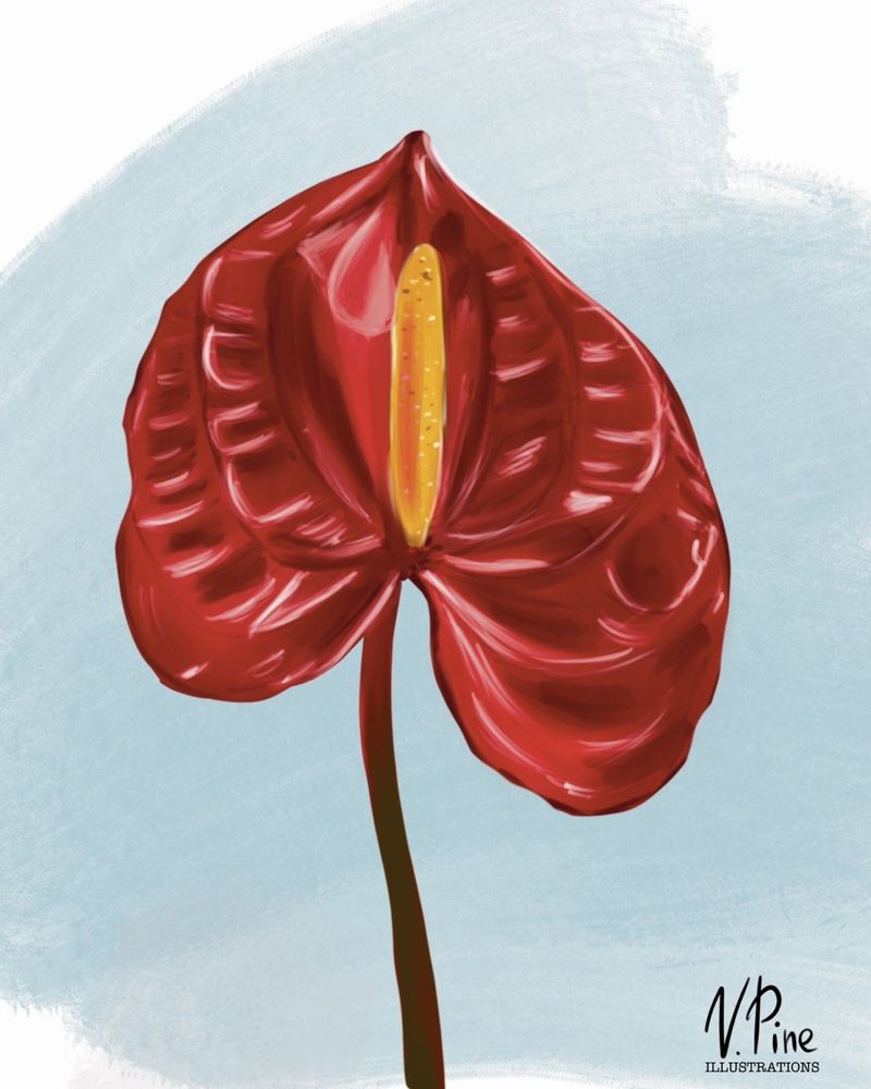Anthurium